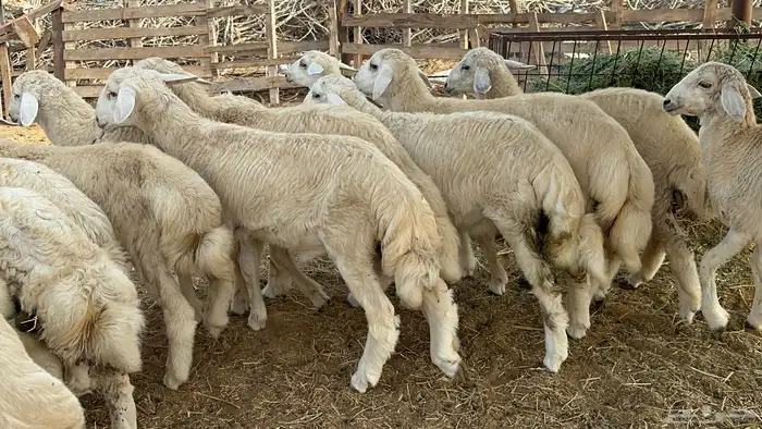طليان كبار طيبه طرف وشعره وفل شحم( تم البيع ) 5