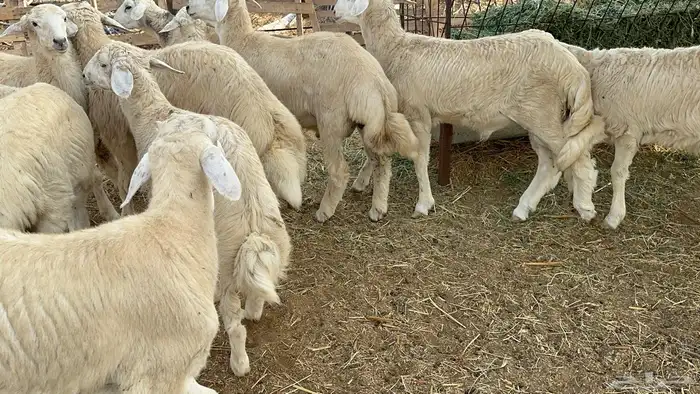 طليان كبار طيبه طرف وشعره وفل شحم( تم البيع ) 2