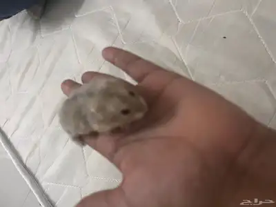 للبيع همسترات اليفه 0