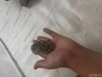 للبيع همسترات اليفه 1