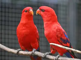 فرخ رد لوري غر توفر من جديد 0