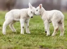 اضاحي الخير 7
