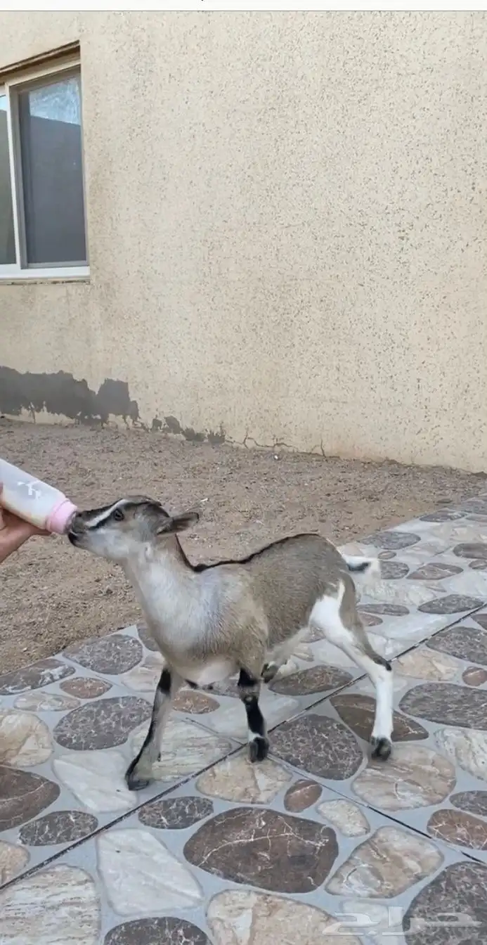 ماعز قزم 0