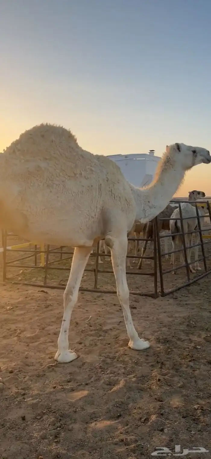 للبيع بكره ثنيه 0