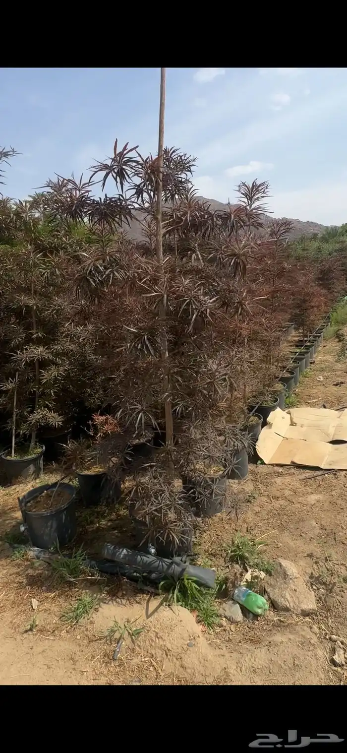 للبيع بالجملة جميع ( الأشجار والشتلات )بكافة احجامها  نجران 5