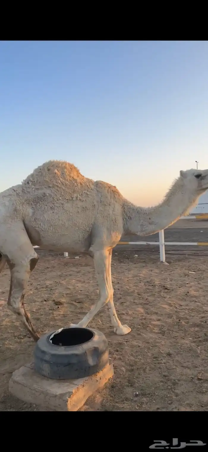للبيع بكره ثنيه 4