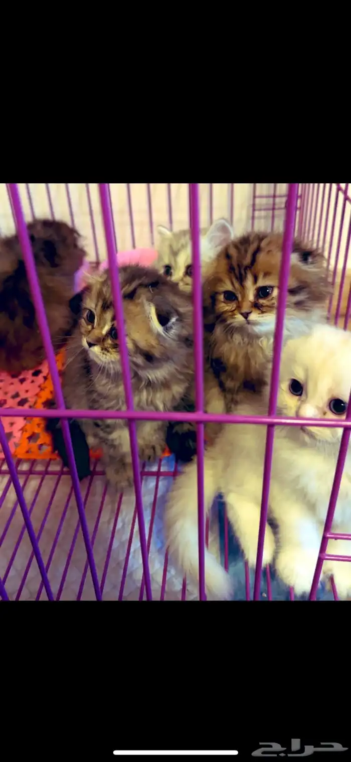 قطط سكوتش ستريت هجين 0