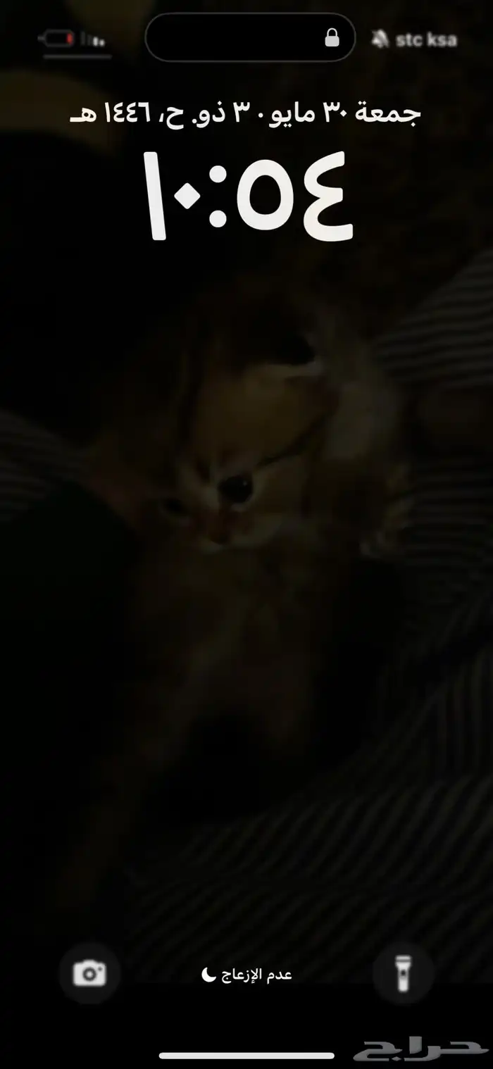 قطط سكوتش ستريت هجين 1