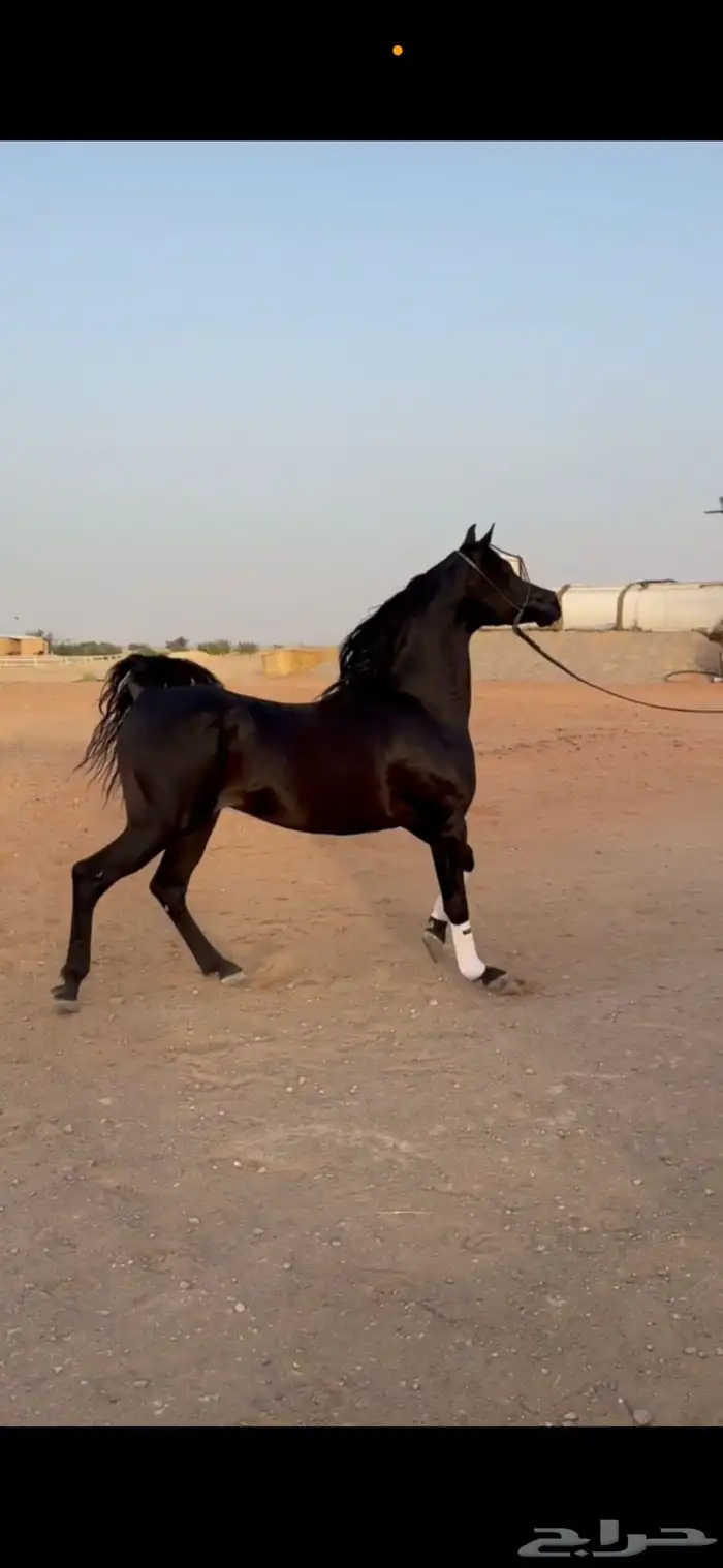 فحل اسود فاخر للتشبية ( مربط الهيبة ) 2