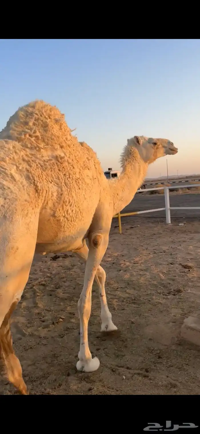 للبيع بكره ثنيه 6