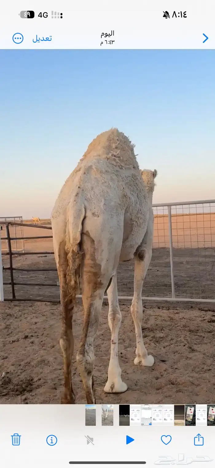 للبيع بكره ثنيه 9