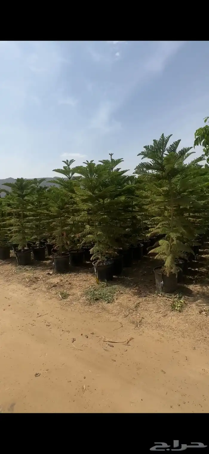 للبيع بالجملة جميع ( الأشجار والشتلات )بكافة احجامها  نجران 4