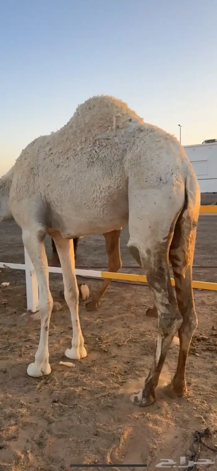 للبيع بكره ثنيه 3