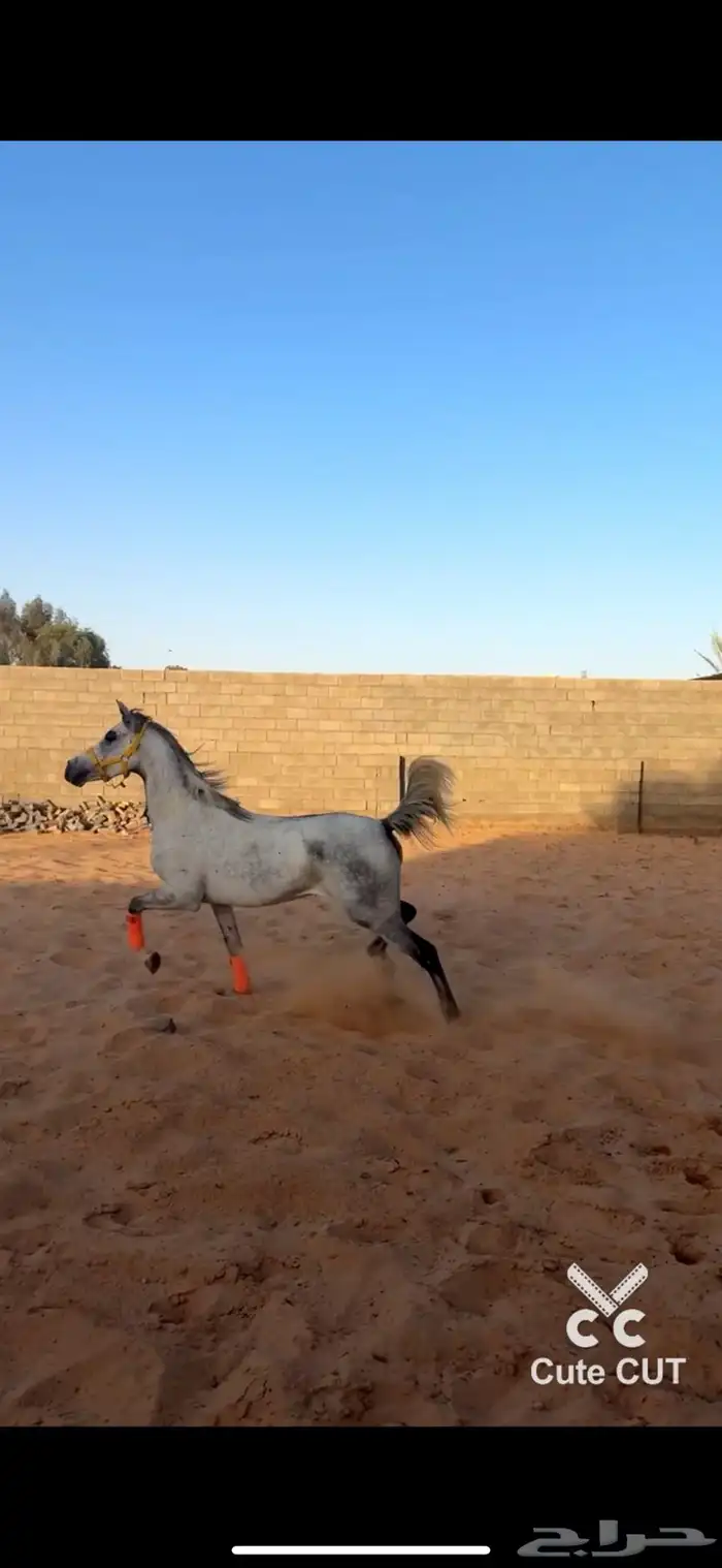 فرس شعبيه 0