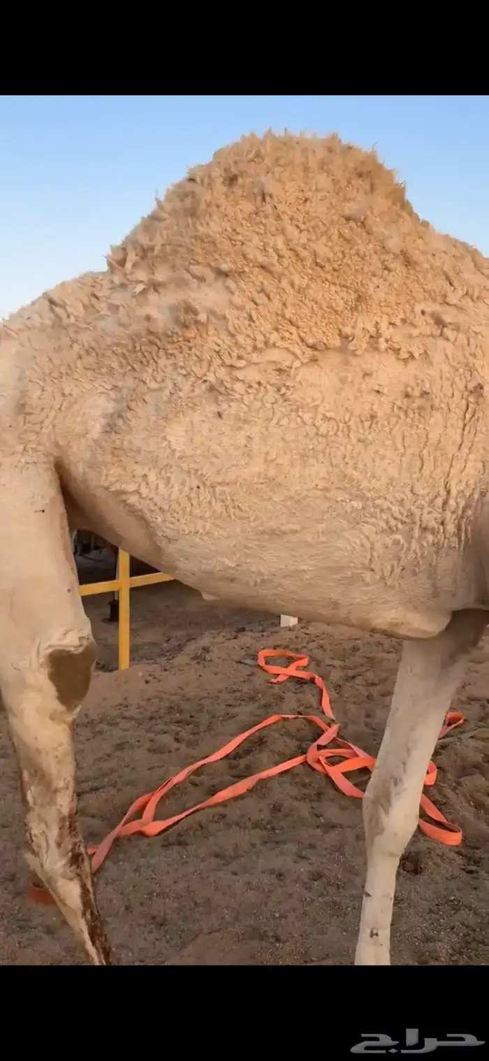 للبيع بكره ثنيه 7