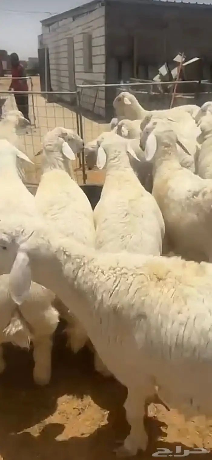 طليان ضحايا نظيفه 0