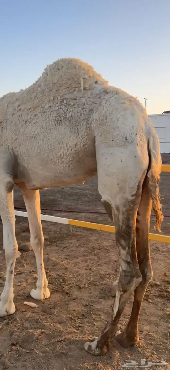 للبيع بكره ثنيه 2