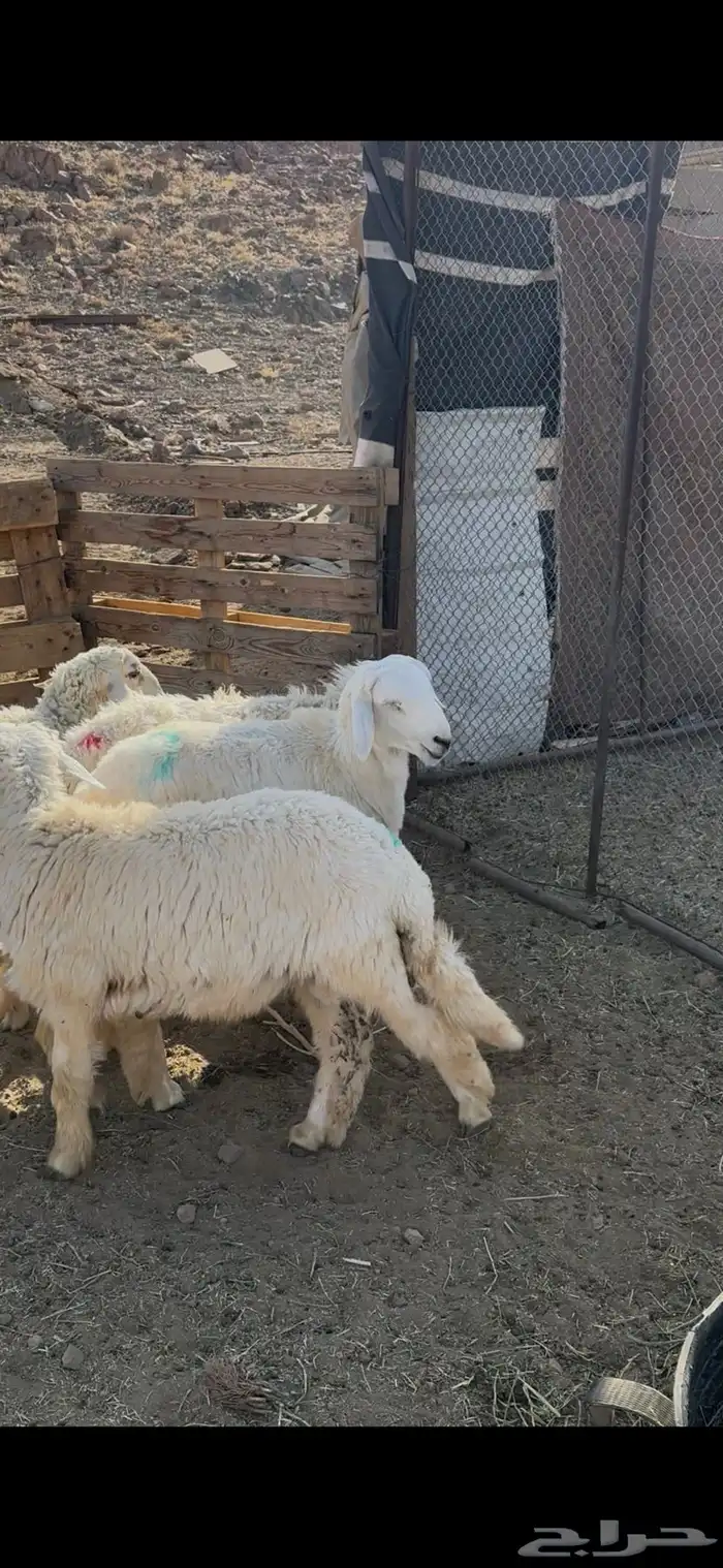 طليان حري كلها تضحي 1