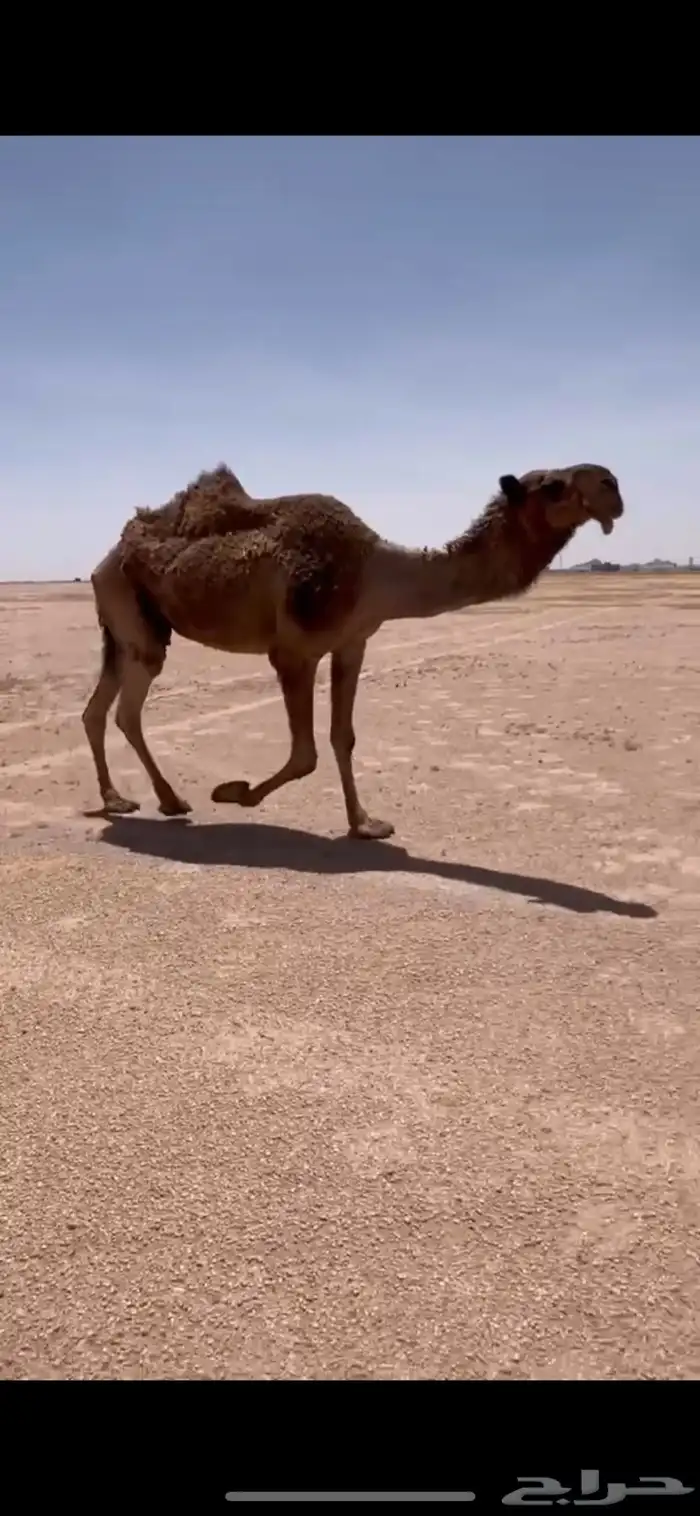 ضريبه صفرا 1