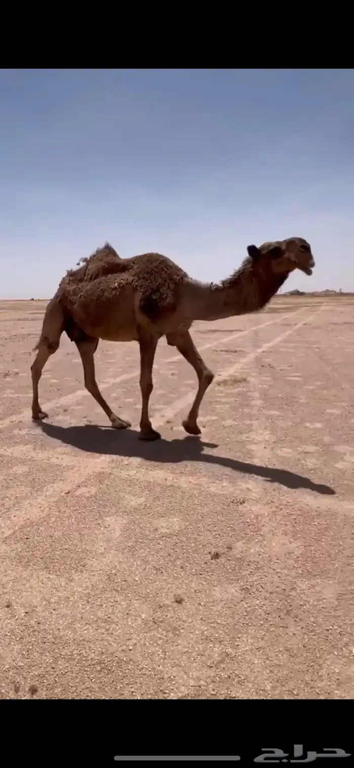 ضريبه صفرا 0
