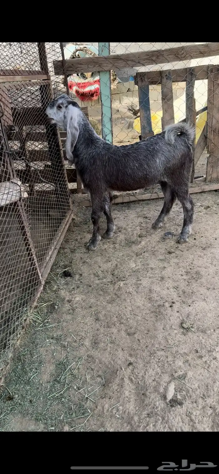 مشروع فحل 1