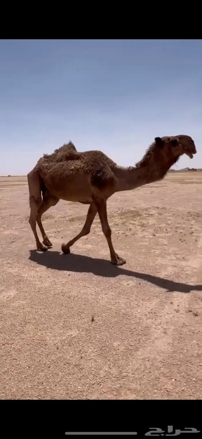 ضريبه صفرا 2
