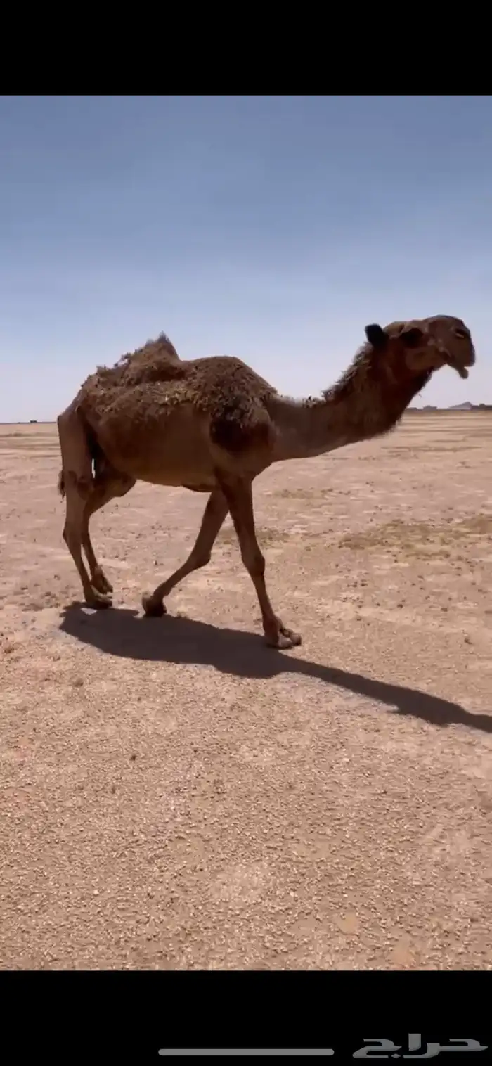ضريبه صفرا 3