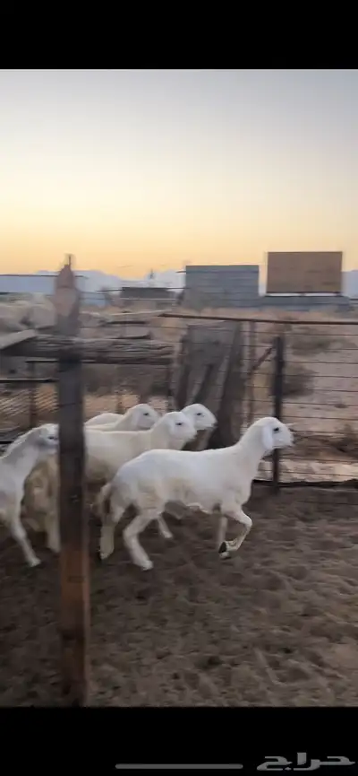 طليان ضحايا 1