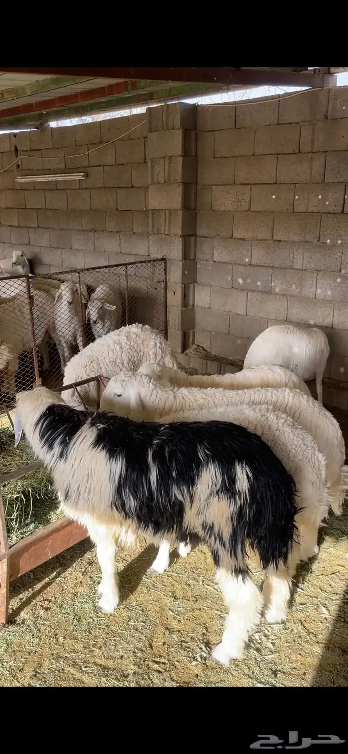 طليان طيبات مع الذبح والتوصيل يتوفر تابي اقساط 3