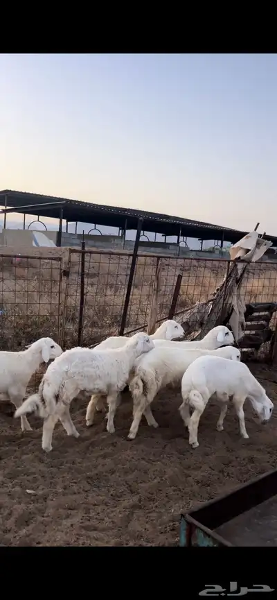 طليان ضحايا 0