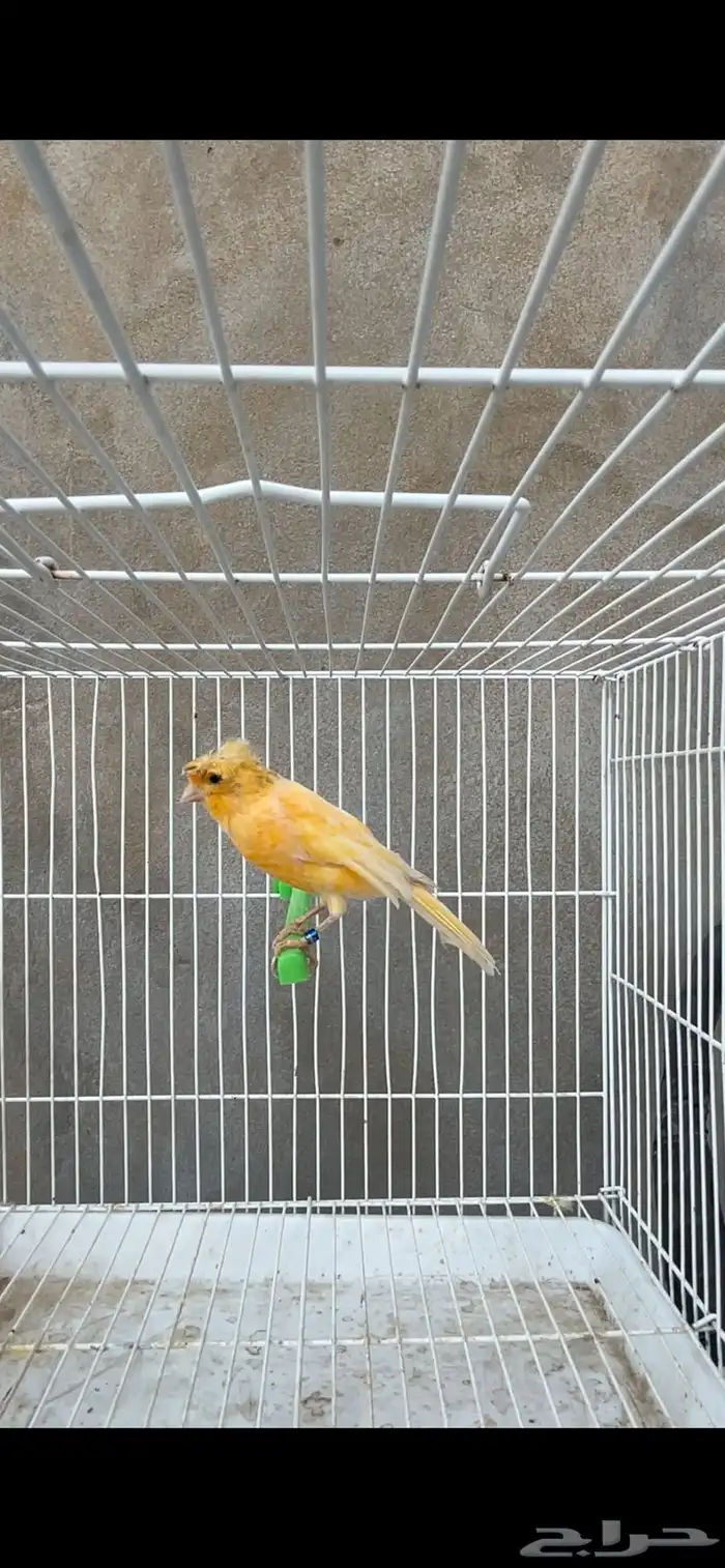 ماشاءالله أنثى كناري منتجه 0