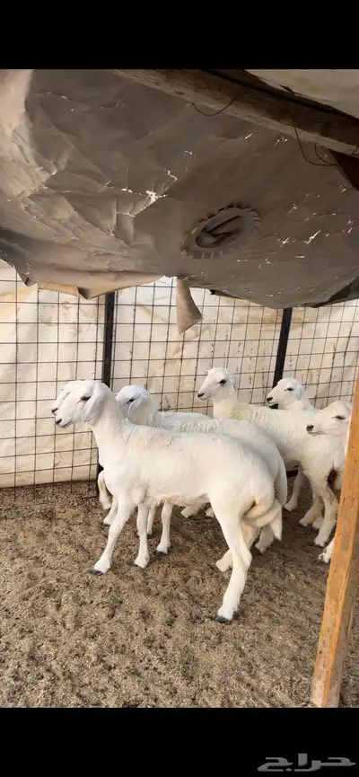 رخال ضحايا 0