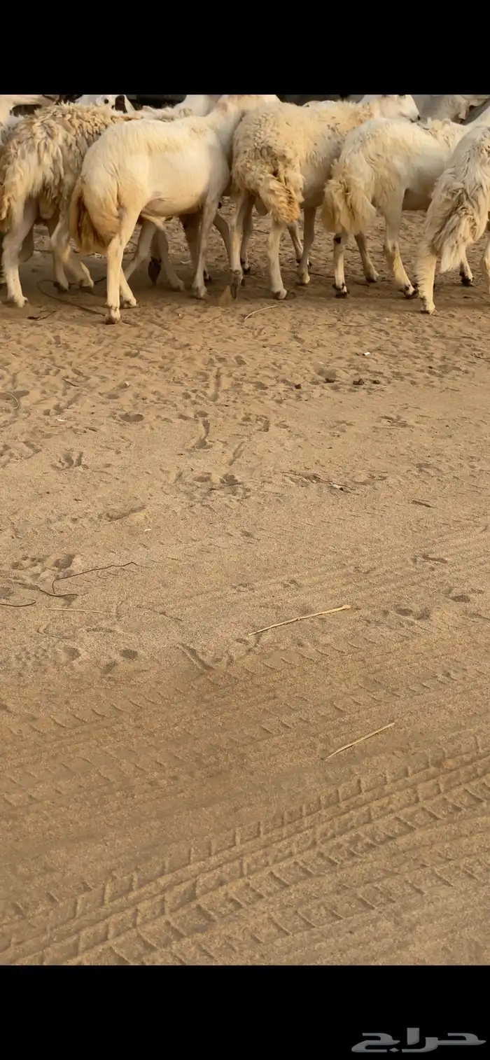 فران للبيع تضحي 2