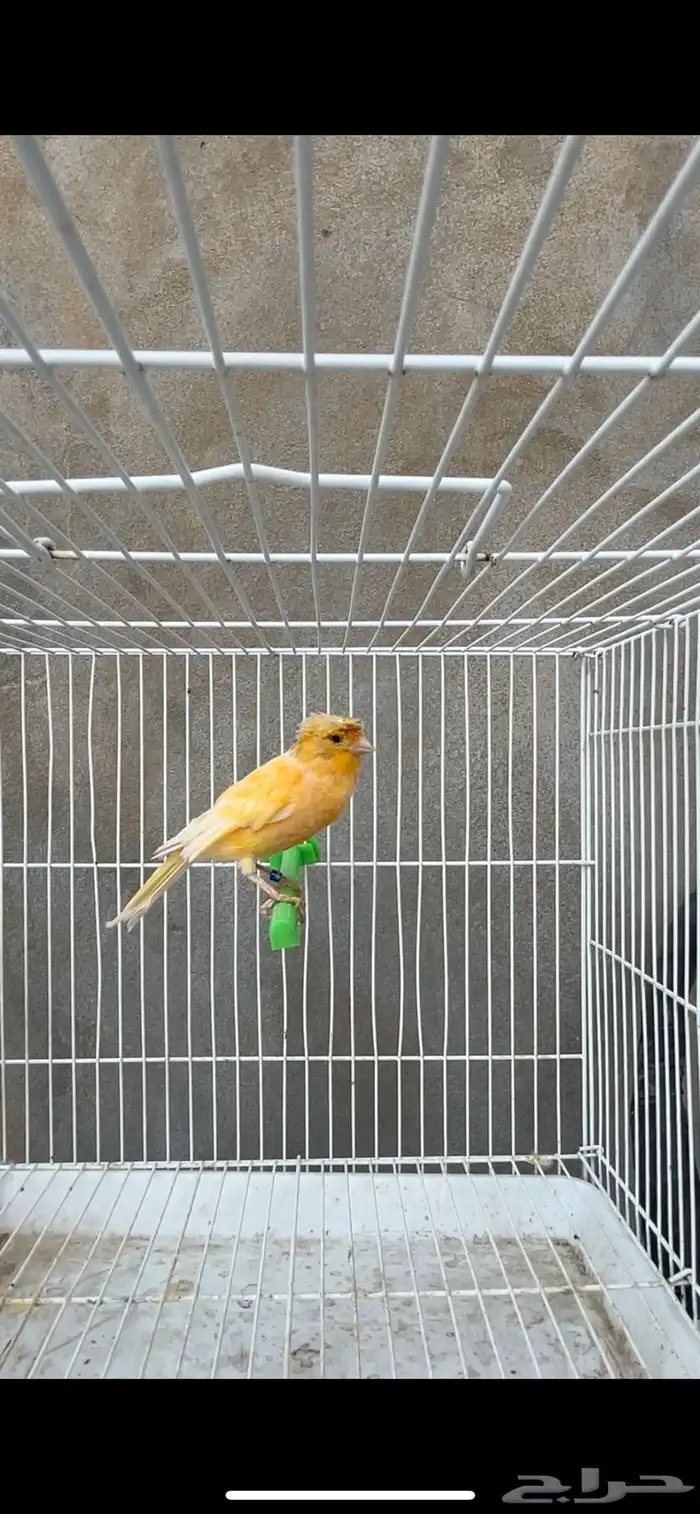 ماشاءالله أنثى كناري منتجه 2