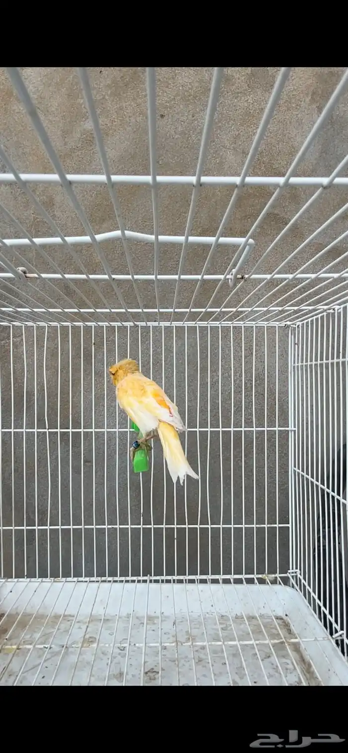 ماشاءالله أنثى كناري منتجه 1