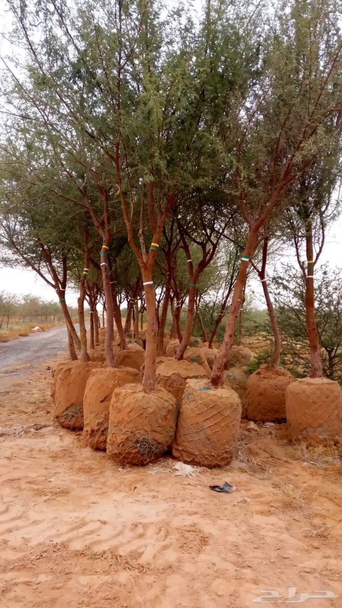 للبيع بالجملة جميع ( الأشجار والشتلات )بكافة احجامها  نجران 3