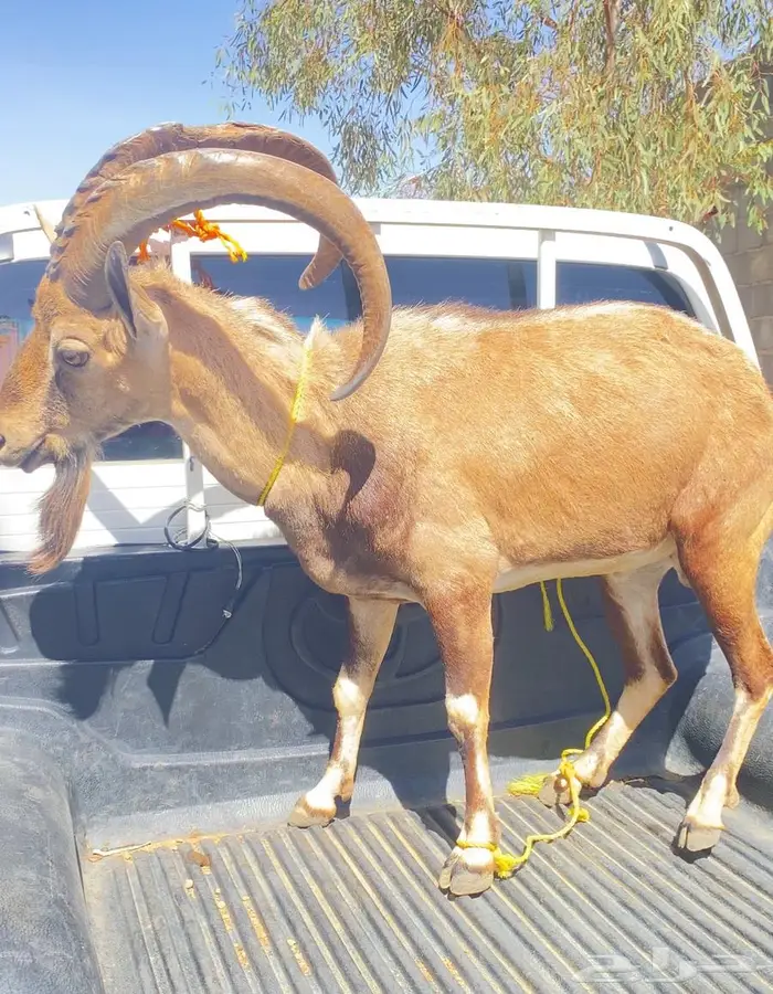 مشروع فحل هجين وعل بالمجمعه 1