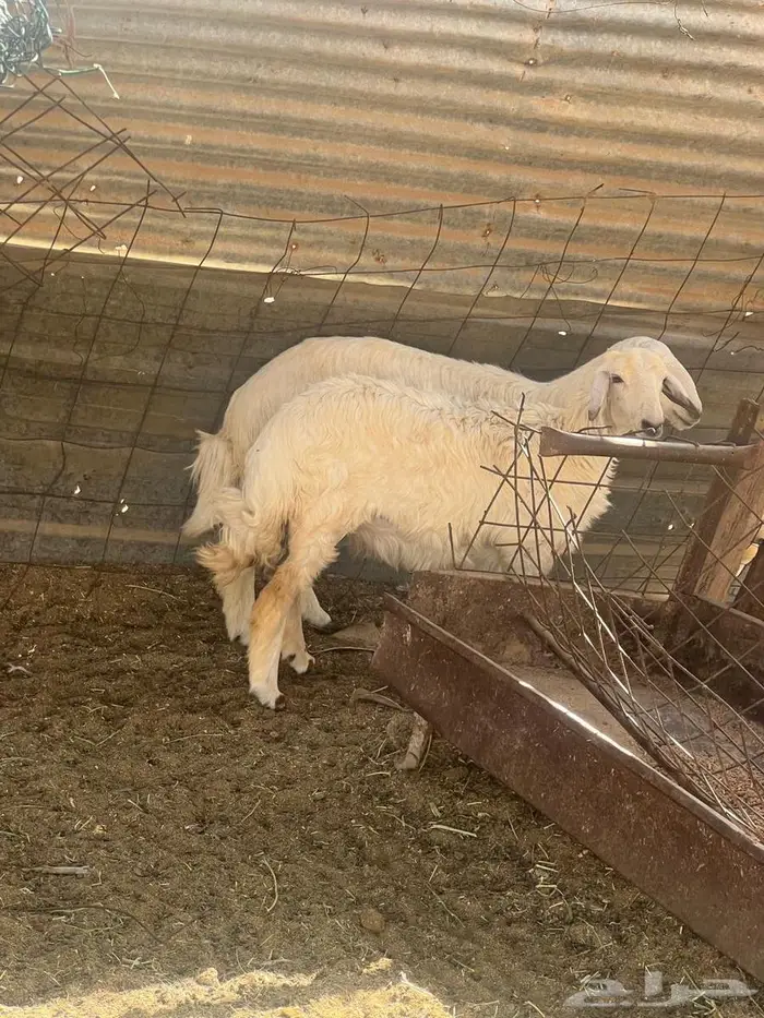 رخال فل شحم ضحايا متوفر تابي وتمارا 0