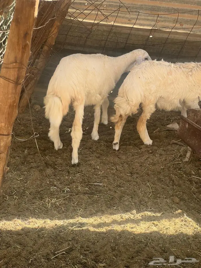 رخال فل شحم ضحايا متوفر تابي وتمارا 1