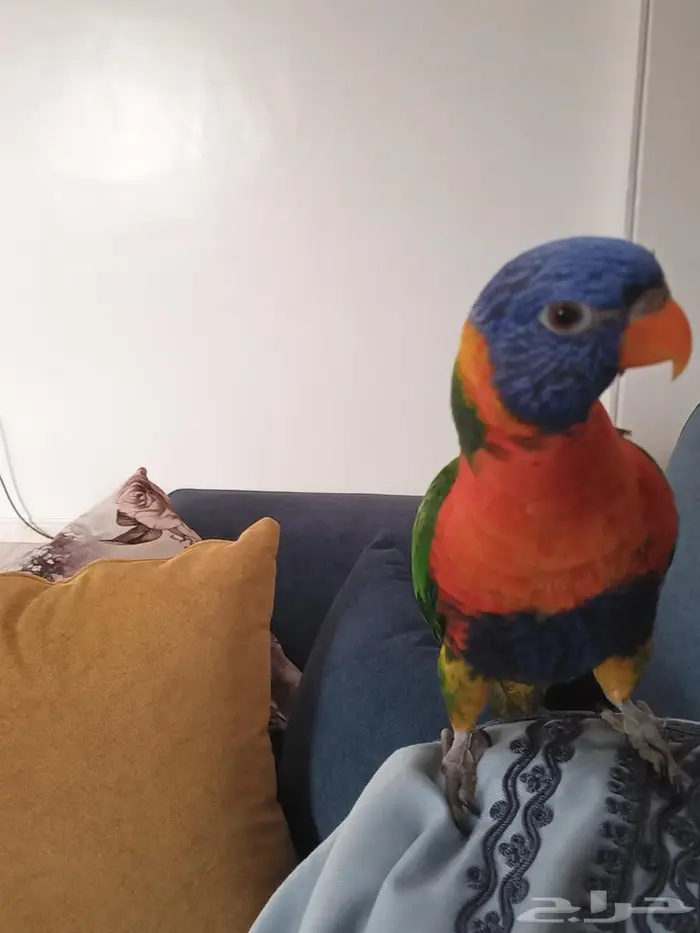 ببغاء لوري ريمبو 3