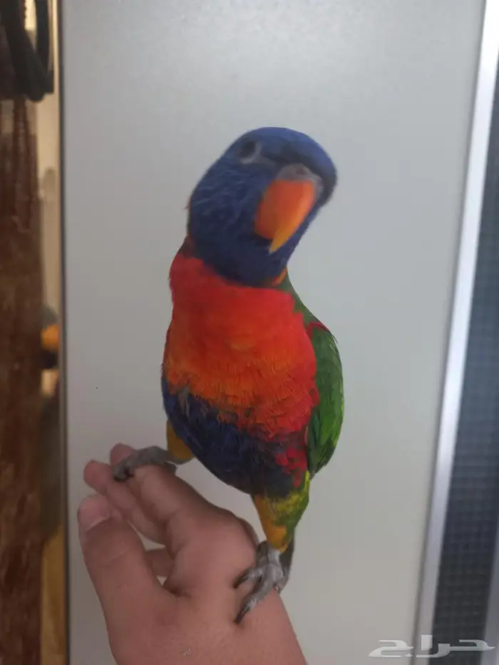 ببغاء لوري ريمبو 2