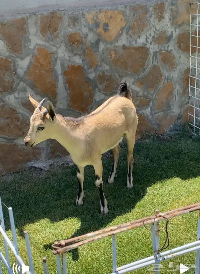 مشروع فحل هجين وعل بالمجمعه 0