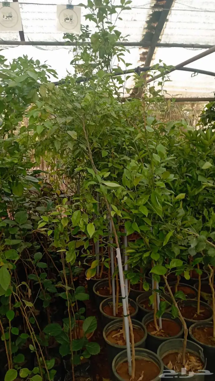 حدائق ساقي الزلفي الغاط المجمعه 4