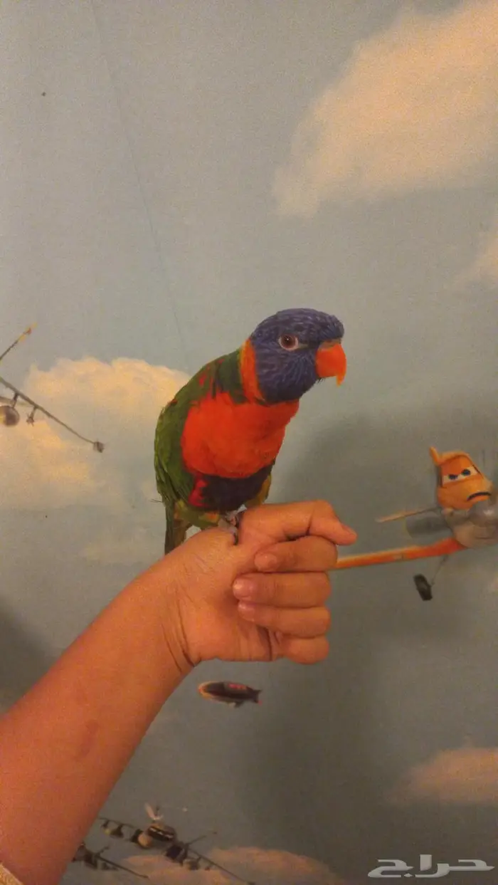 ببغاء لوري ريمبو 1