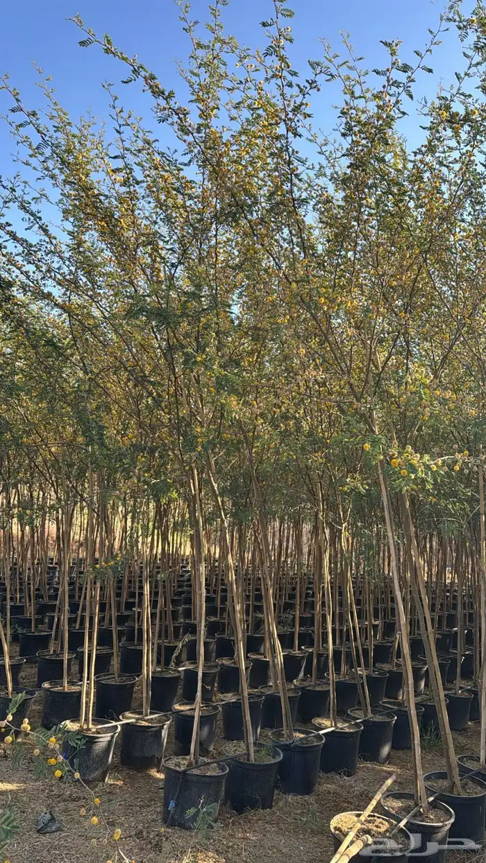 للبيع بالجملة جميع ( الأشجار والشتلات )بكافة احجامها  نجران 28