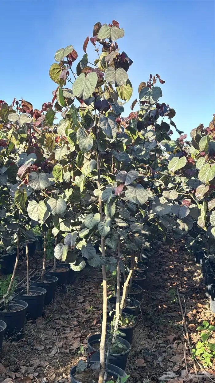 للبيع بالجملة جميع ( الأشجار والشتلات )بكافة احجامها  نجران 29