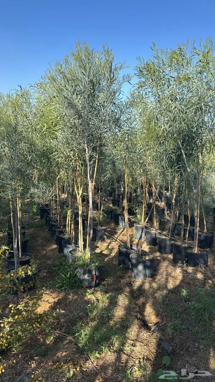 للبيع بالجملة جميع ( الأشجار والشتلات )بكافة احجامها  نجران 30