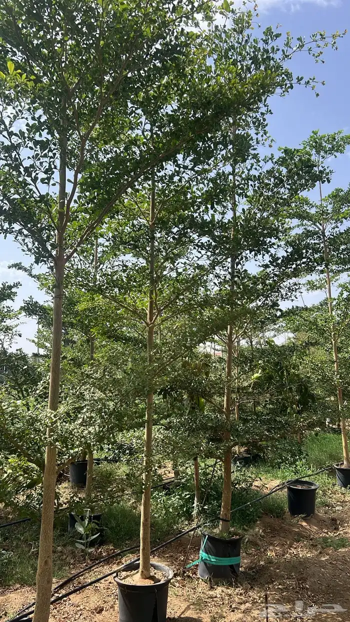 للبيع بالجملة جميع ( الأشجار والشتلات )بكافة احجامها  نجران 23