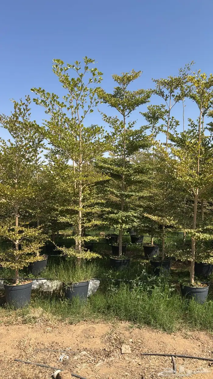 للبيع بالجملة جميع ( الأشجار والشتلات )بكافة احجامها  نجران 27