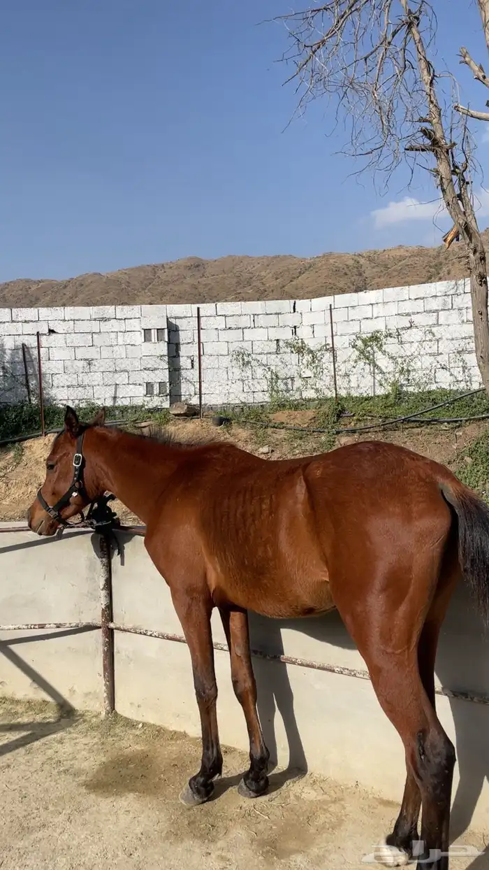 خيل شعبي العمر سنتين وشهرين لون بني شعر اسود معسوف جاهز على 0